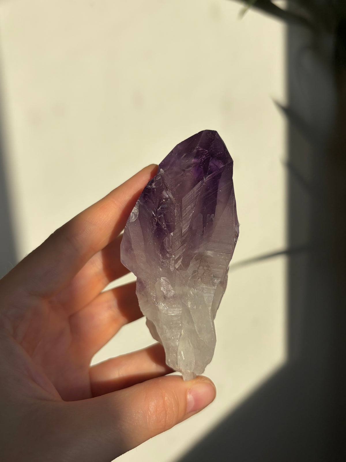 Amethyst Root