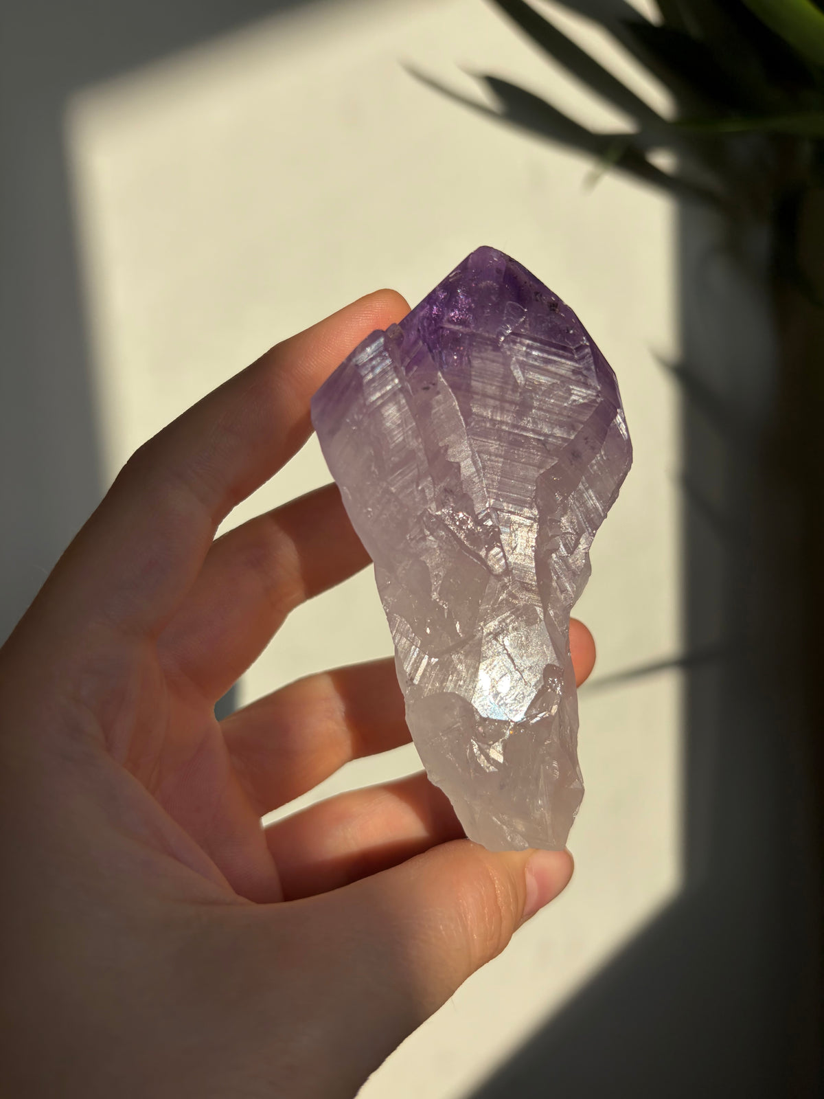 Amethyst Root